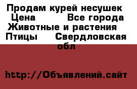 Продам курей несушек › Цена ­ 350 - Все города Животные и растения » Птицы   . Свердловская обл.